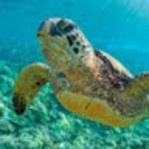 Meet your Posher, Cameron